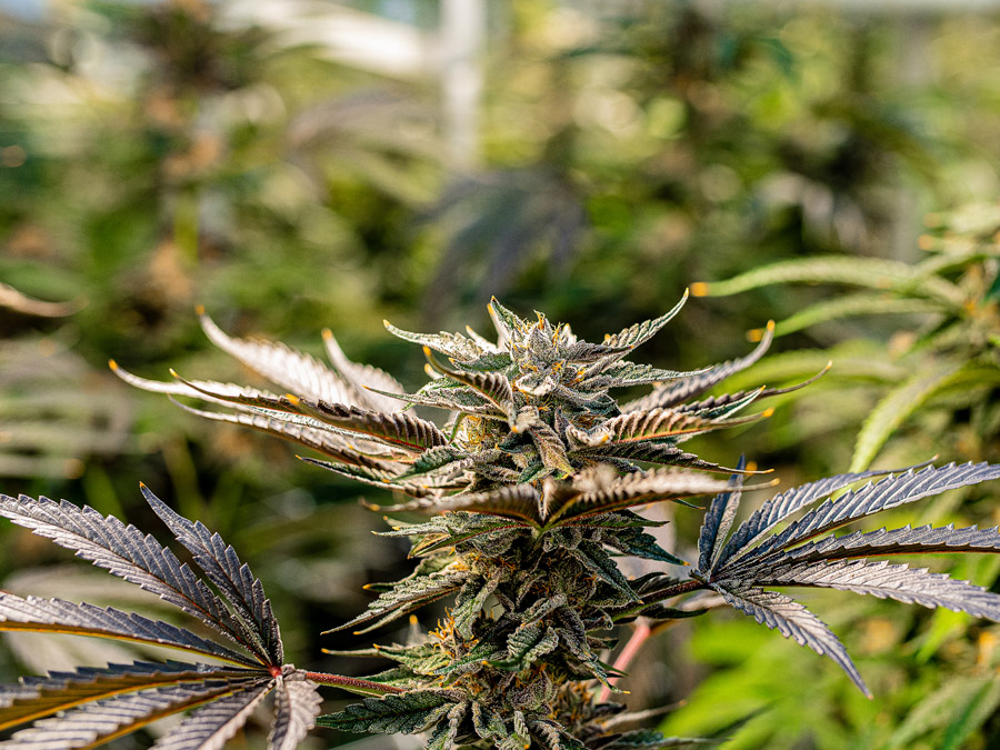 Stable Grow Facility