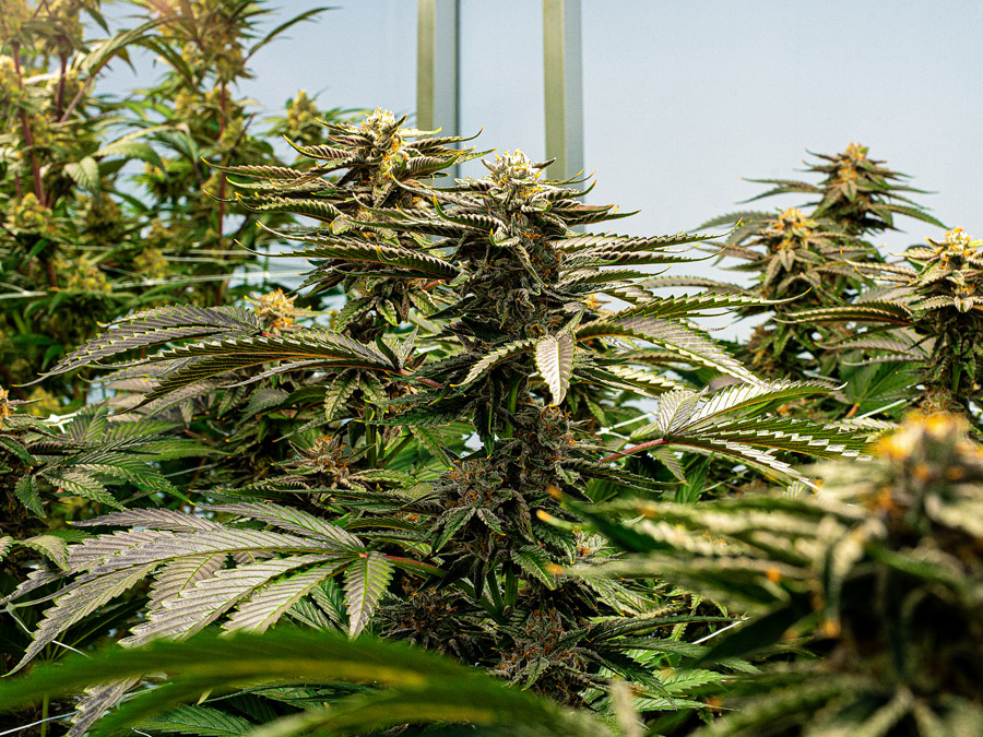 Stable Grow Facility