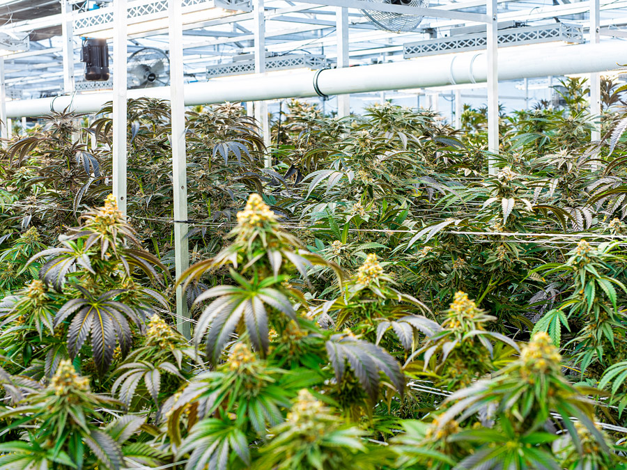 Stable Grow Facility
